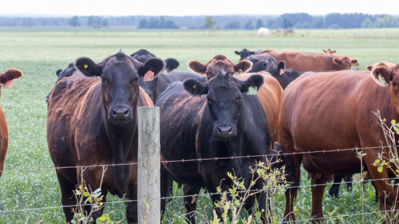 Cattle