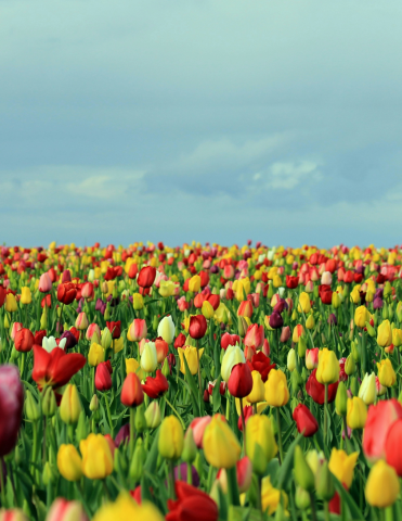 Field of Tulips